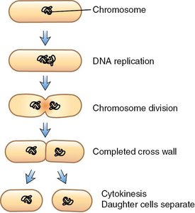 Diagram of binary fission in bacteria