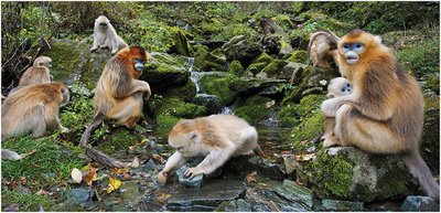 Qinling golden snub-nosed monkeys in a forest, representing living organisms made of carbon-based chemicals