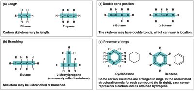Four ways carbon skeletons can vary: length, branching, double bond position, rings