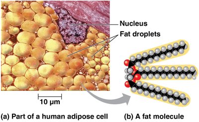 Hydrocarbons in fats: adipose cell and fat molecule structure