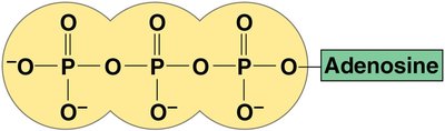 ATP phosphate chain structure