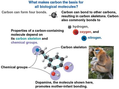 Diagram showing carbon's bonding properties and its role in biological molecules