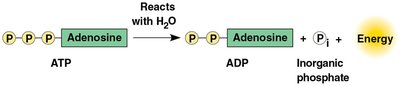 ATP hydrolysis to ADP releases energy