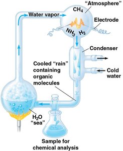 Stanley Miller's experiment simulating early Earth conditions for organic molecule synthesis