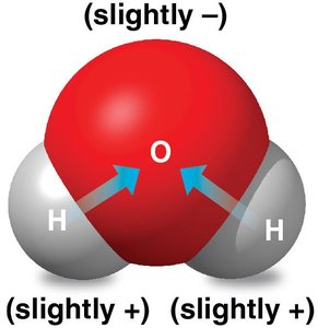 Polarity in water molecules