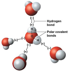 Hydrogen bonds between water molecules