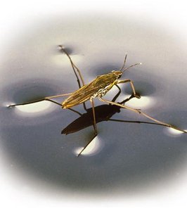 Surface tension: water strider on water