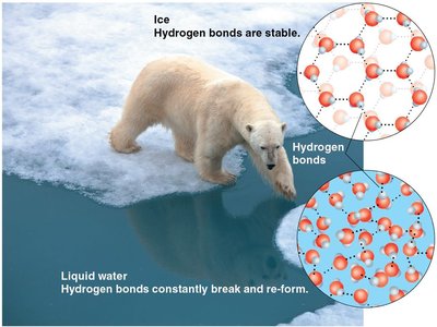 Ice floating and hydrogen bonds in water