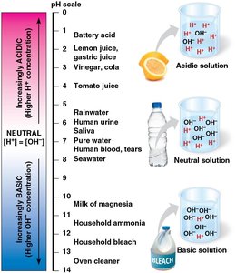 pH scale and examples of acidic, neutral, and basic solutions