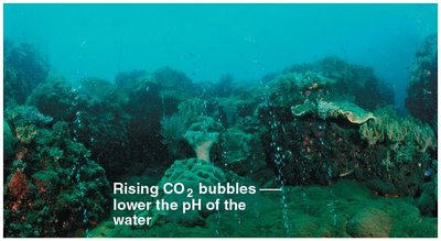 Rising CO2 bubbles lower the pH of water