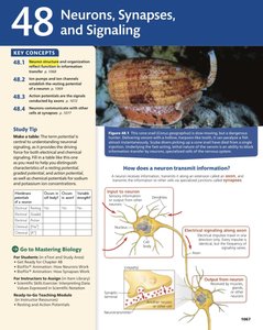 Overview of neuron structure and signaling