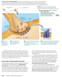 Chemical synapse and neurotransmitter release