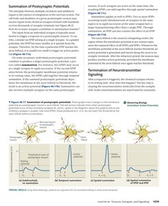 Summation of postsynaptic potentials