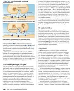 Mechanisms of neurotransmitter termination