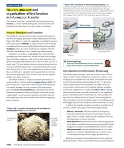 Summary of information processing in neurons