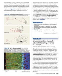 Structural diversity of neurons