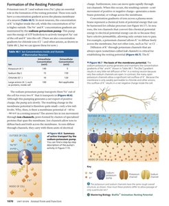 Ion concentrations inside and outside of mammalian neurons