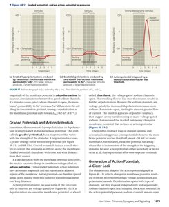 Graded potentials and action potentials in a neuron
