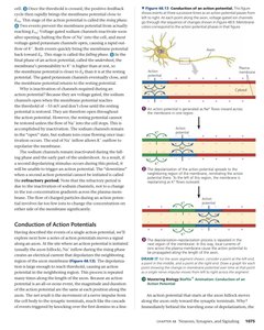 Conduction of an action potential
