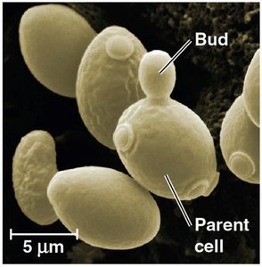 Yeast cells undergoing budding