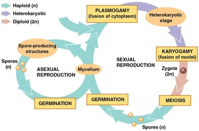 Diagram of fungal life cycle showing sexual and asexual reproduction