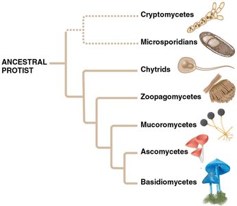 Phylogeny of fungi showing major groups