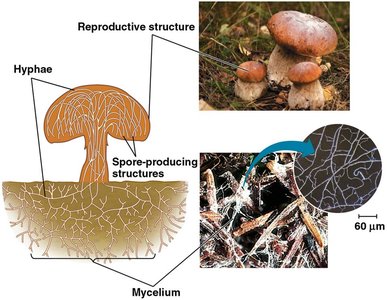 Structure of a multicellular fungus showing hyphae, mycelium, and reproductive structures