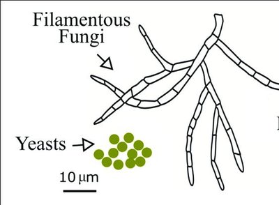 Diagram comparing filamentous fungi and yeasts