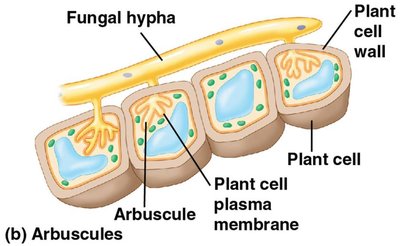 Diagram of arbuscules in plant root cells