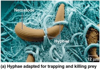 Hyphae adapted for trapping and killing prey (nematode)