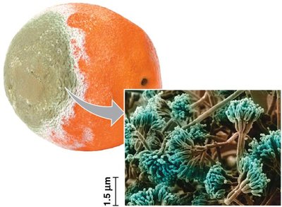 Penicillium mold on orange, showing spore-producing structures