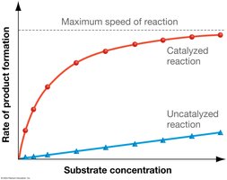 Graph showing enzyme-catalyzed reaction rate versus substrate concentration, illustrating saturation kinetics