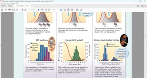 Examples of selection: cliff swallows, human birth weight, African black-bellied finches