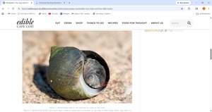 Periwinkle snail
