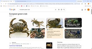 European green crab