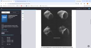 Graph showing shell thickness distribution in 1871 and 1982-1984