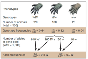 Table showing genotype and allele frequencies in a population