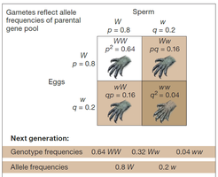 Punnett square showing Hardy-Weinberg genotype frequencies in the next generation