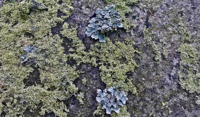 Lichens as pioneer species on rock