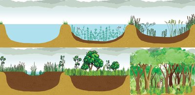 Succession in a pond ecosystem