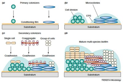 Stages of biofilm formation by bacteria
