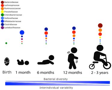 Bacterial diversity in children over time
