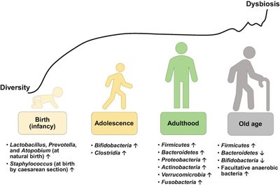 Microbiome succession from infancy to old age