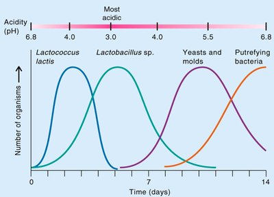 Microbial succession in cocoa fermentation