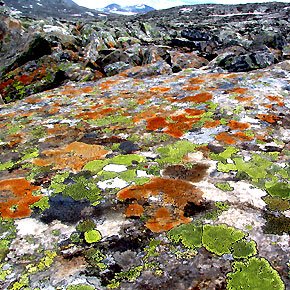 Lichens colonizing bare rock in primary succession
