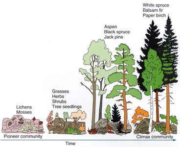 Diagram of primary succession from pioneer to climax community