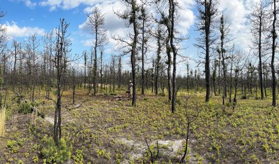 Early stage of secondary succession in a burned forest