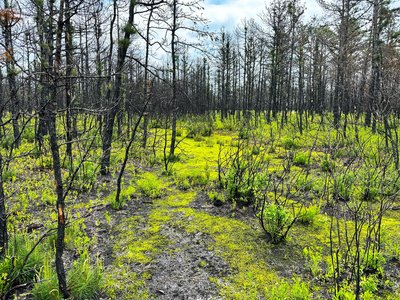 Intermediate stage of secondary succession with ground cover