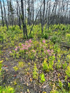 Later stage of secondary succession with flowering plants
