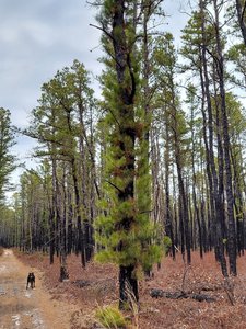 Mature forest after succession